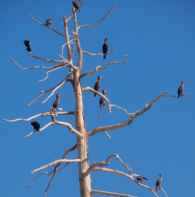 [Leafless tree in which 1 of these waterfowl are perched.]